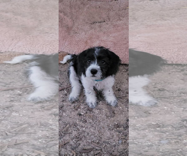 Medium Photo #3 Beagle-Cockapoo Mix Puppy For Sale in Las Vegas, NV, USA