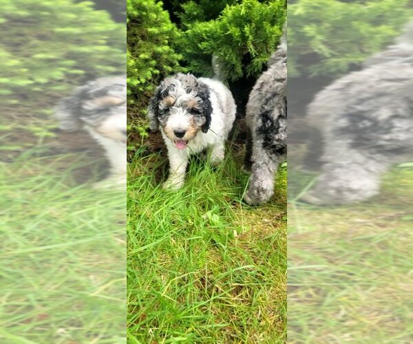 Medium Photo #12 Bernedoodle Puppy For Sale in BATTLE GROUND, WA, USA
