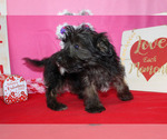 Small Photo #33 YorkiePoo Puppy For Sale in CHANUTE, KS, USA