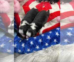 Miniature American Shepherd Puppy for sale in GARYSBURG, NC, USA