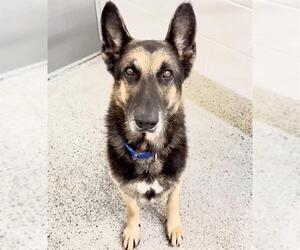 GORDO - Male German Shepherd Dog Dog for Adoption - Photo #2