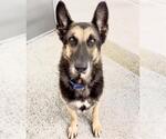 Small Photo #2 German Shepherd Dog Puppy For Sale in Houston, TX, USA