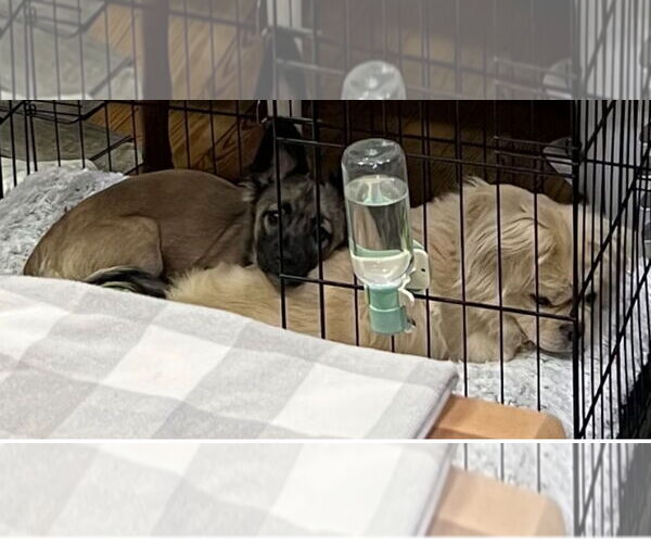 Medium Photo #5 Dachshund-Unknown Mix Puppy For Sale in Wakefield, RI, USA