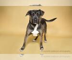 Small #1 American Pit Bull Terrier Mix