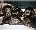 Small Photo #19 Labradoodle Puppy For Sale in SUTHERLIN, OR, USA
