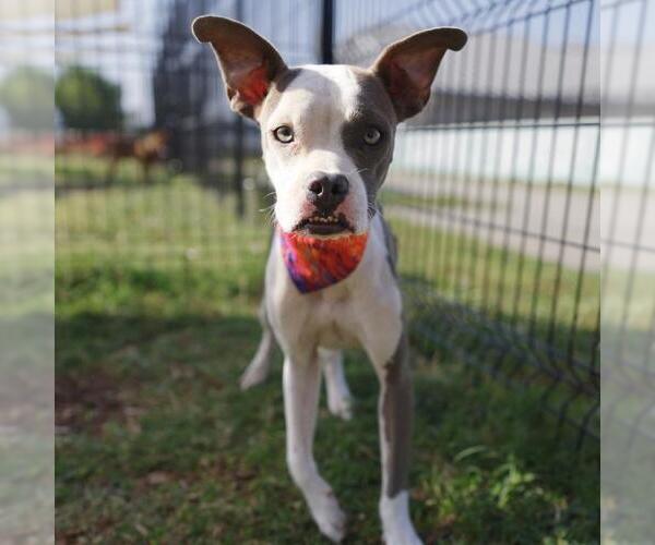Medium Photo #1 American Staffordshire Terrier-Unknown Mix Puppy For Sale in San Antonio, TX, USA