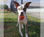 Small American Staffordshire Terrier Mix