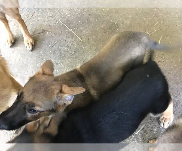 Medium Photo #1 German Shepherd Dog Puppy For Sale in LEAD HILL, AR, USA