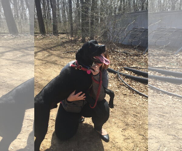 Medium Photo #20 Labrador Retriever-Unknown Mix Puppy For Sale in Rockaway, NJ, USA