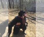 Small Photo #20 Labrador Retriever-Unknown Mix Puppy For Sale in Rockaway, NJ, USA