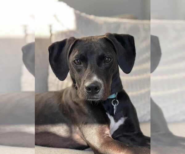 Medium Photo #2 Mutt Puppy For Sale in Springdale, PA, USA