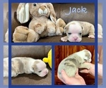 Puppy Jack Bulldog