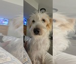 Small #1 Mutt