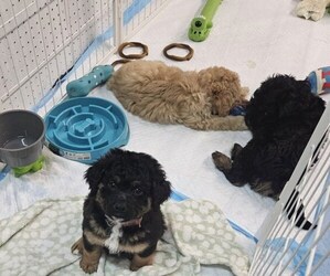 Bernedoodle (Miniature) Puppy for sale in MONTICELLO, GA, USA