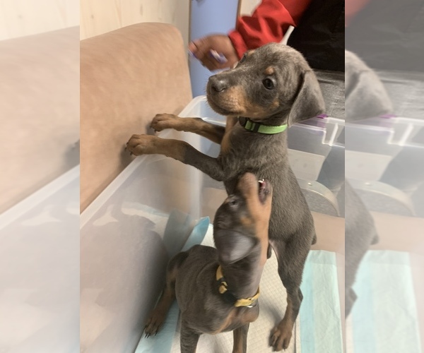 Medium Photo #1 Doberman Pinscher Puppy For Sale in PENSACOLA, FL, USA