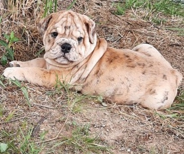 Medium Photo #3 Bulldog Puppy For Sale in GREEN FOREST, AR, USA