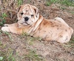 Small Photo #3 Bulldog Puppy For Sale in GREEN FOREST, AR, USA