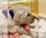 Small Photo #2 English Cream Golden Retriever Puppy For Sale in BUMPASS, VA, USA