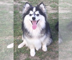 Mother of the Pomsky puppies born on 06/05/2025