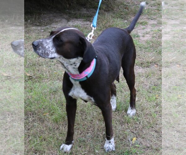 Medium Photo #2 Lab-Pointer Puppy For Sale in Bandera, TX, USA