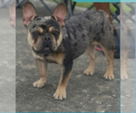 Small Photo #1 French Bulldog Puppy For Sale in SPRING, TX, USA
