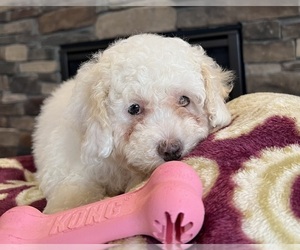 Bichpoo Puppy for sale in NOBLESVILLE, IN, USA
