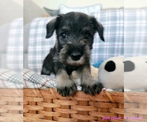 Medium Schnauzer (Standard)