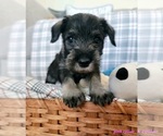 Puppy Theo Schnauzer (Standard)