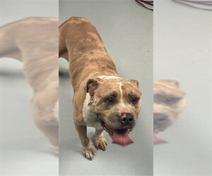 Mutt Dogs for adoption in St. Cloud, FL, USA