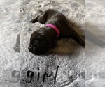 Small Photo #26 Great Dane Puppy For Sale in ZION, IL, USA