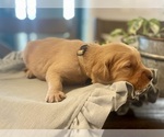 Puppy Yellow Girl Golden Retriever
