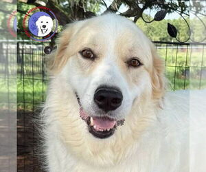 Great Pyrenees Dogs for adoption in Spring, TX, USA
