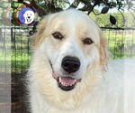 Small Great Pyrenees