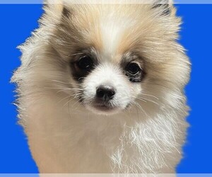 Pomeranian Puppy for sale in LISLE, IL, USA