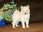 Small Photo #4 Pomsky Puppy For Sale in DETROIT, MI, USA