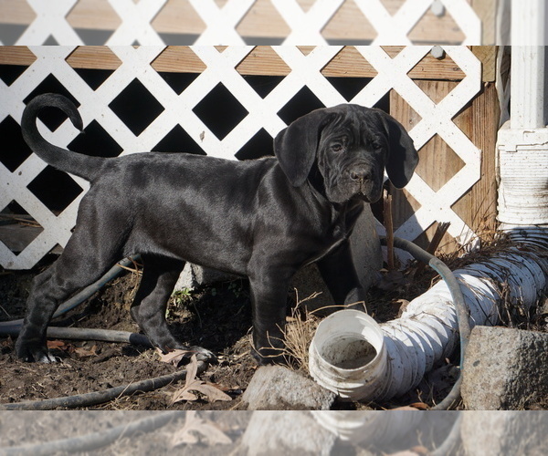 Medium Photo #3 Cane Corso Puppy For Sale in COLONIAL HEIGHTS, VA, USA