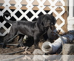 Small Photo #3 Cane Corso Puppy For Sale in COLONIAL HEIGHTS, VA, USA