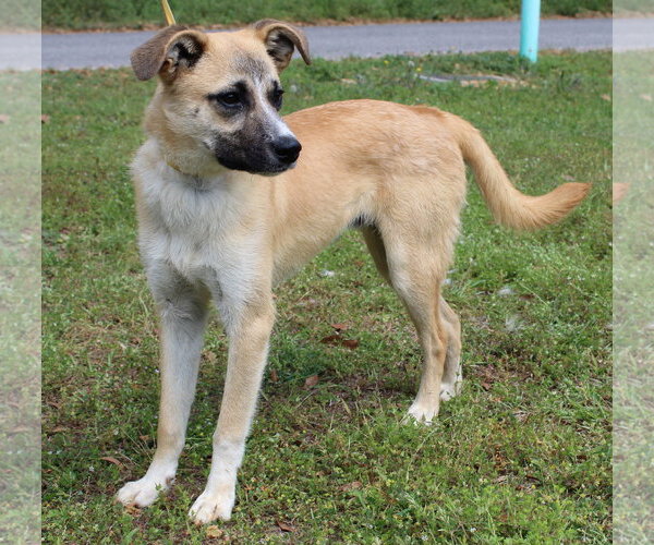 Medium Photo #4 Mutt Puppy For Sale in Prattville, AL, USA