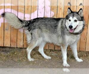 Siberian Husky Dogs for adoption in West Valley, UT, USA