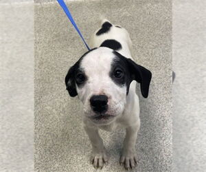 American Bulldog-Unknown Mix Dogs for adoption in Tallahassee, FL, USA