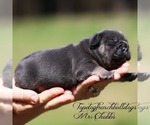 Small Photo #4 French Bulldog Puppy For Sale in HURON, TN, USA