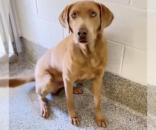 Medium Photo #1 Bloodhound-Unknown Mix Puppy For Sale in Houston, TX, USA