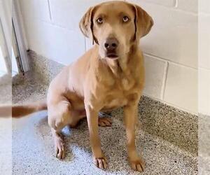 Bloodhound-Unknown Mix Dogs for adoption in Houston, TX, USA