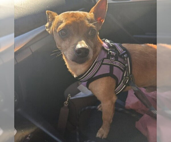 Medium Photo #2 Chihuahua Puppy For Sale in Alameda, CA, USA