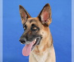 ROSIE - Female German Shepherd Dog Dog for Adoption - Small photo