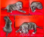 Small #2 American Pit Bull Terrier