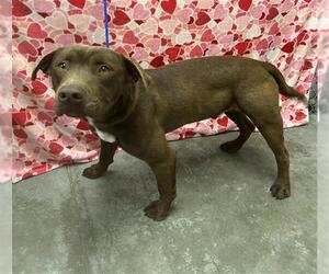 Labrador Retriever-Unknown Mix Dogs for adoption in Rosenberg, TX, USA