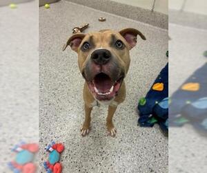 American Pit Bull Terrier Dogs for adoption in Brighton, CO, USA
