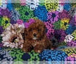 Small #5 Poodle (Miniature)