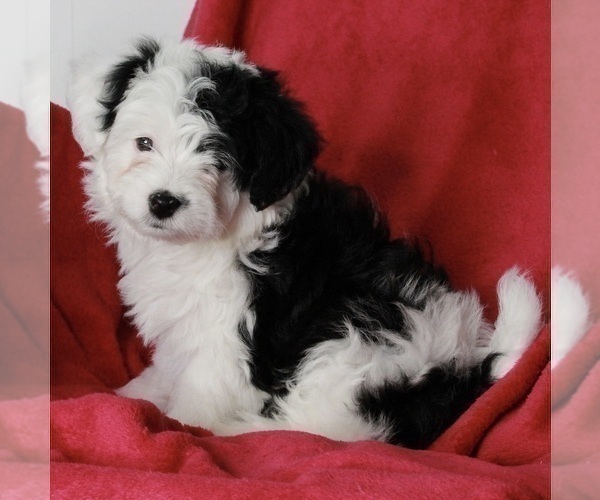 Medium Photo #3 Aussie-Poo Puppy For Sale in FREDERICKSBURG, OH, USA